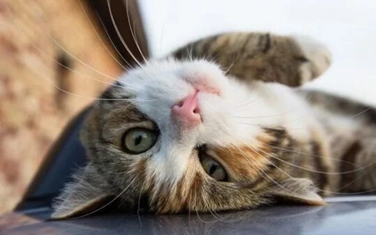 Фото из Интернета.