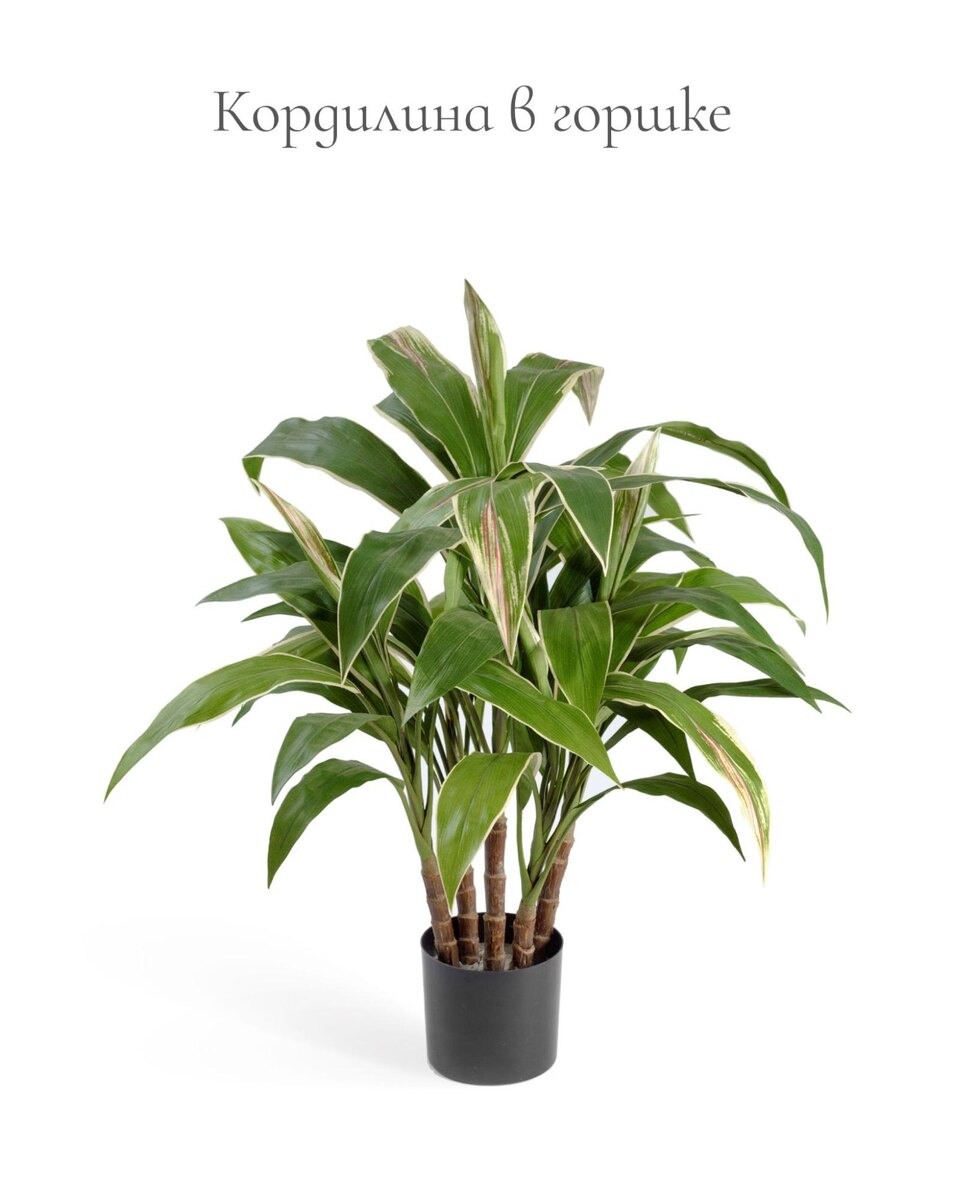 Кашпо и растения TREEZ Collection