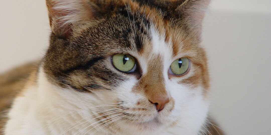 Некоторые очень важные кошачьи привычки