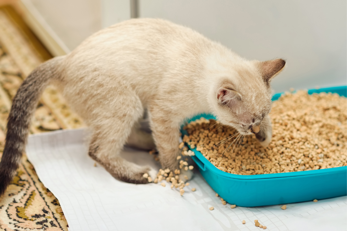 Фото из Интернета.