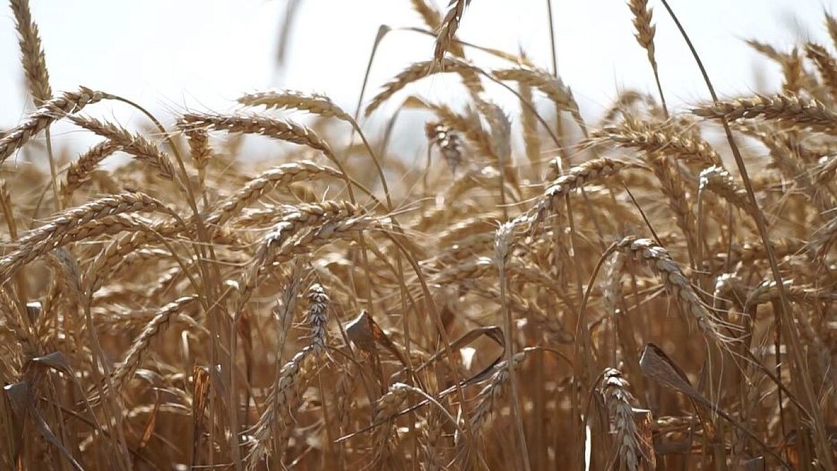    Фото: телеканал «Краснодар»