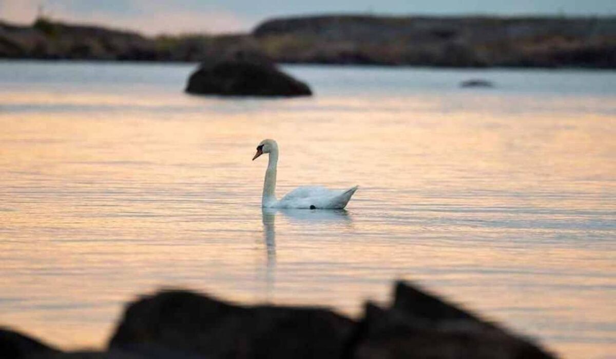     Лебедь. Источник: kp.ru Автор фото: Юлия Пыхалова