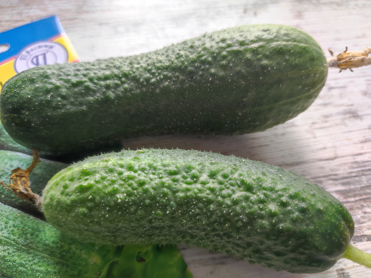 Фото автора, огурцы гибрид Монолит от агрофирмы Престиж, июль 2025 года