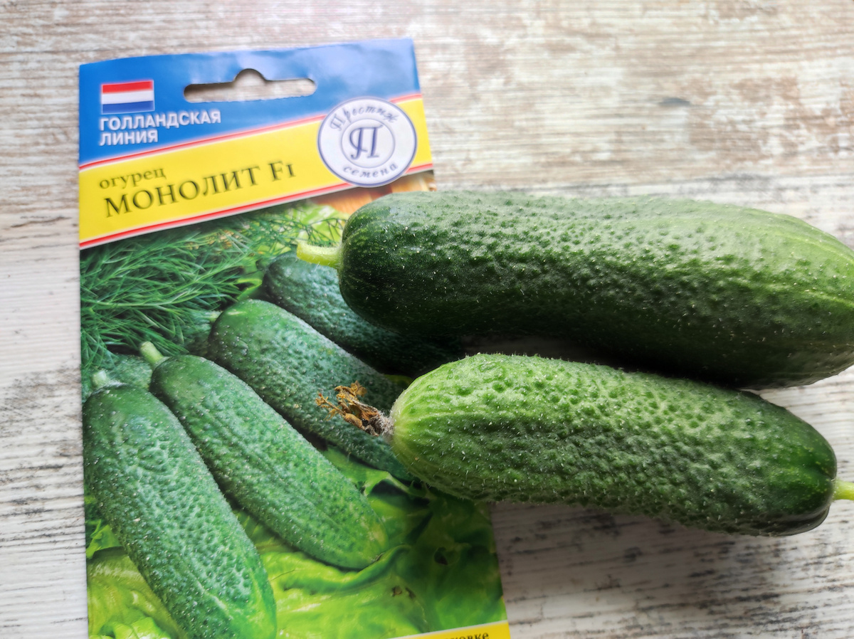 Фото автора, пакет семян и плоды гибрида огурца Монолит от агрофирмы Престиж, июль 2025 года