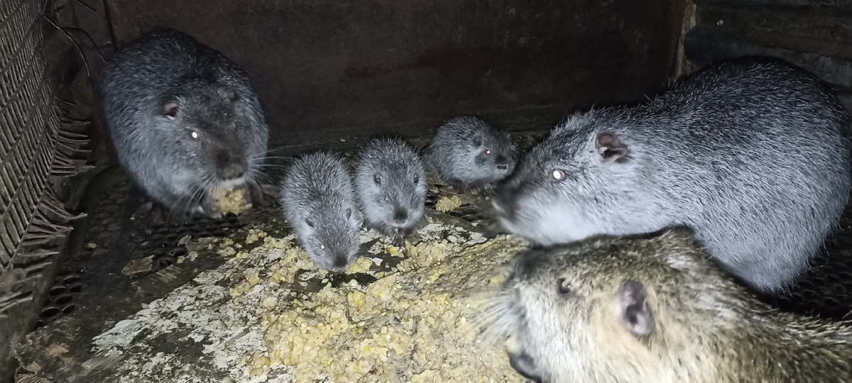 Нутрята в семье