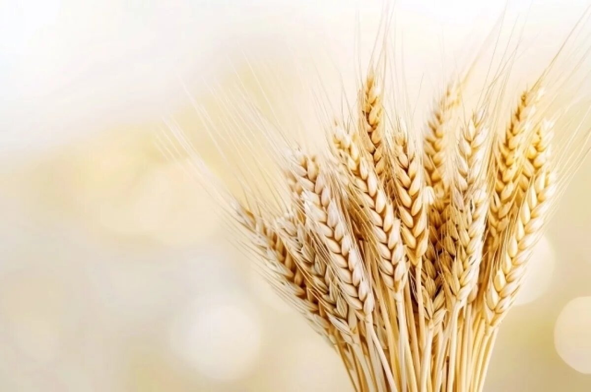    На Дону урожай зерновых ожидается около 8 млн тонн