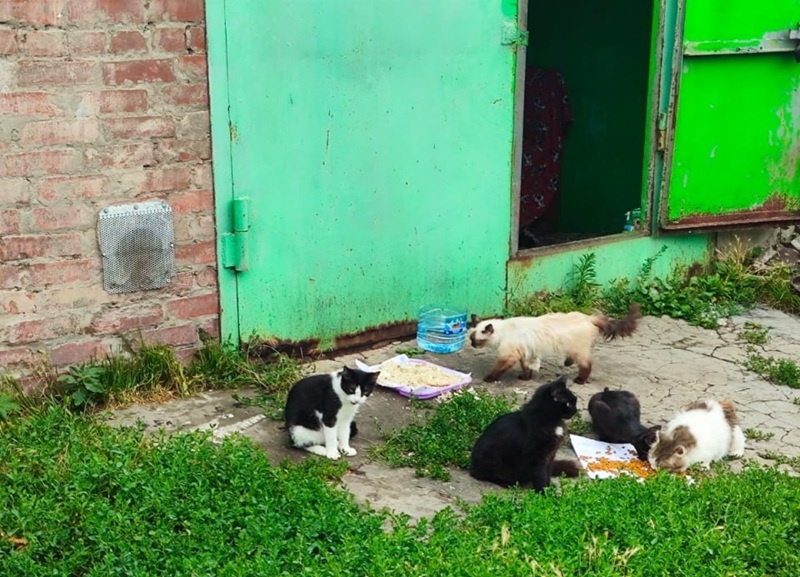 Обратившиеся граждане полагают, что владелица гаража с кошками работает воспитателем в детском саду