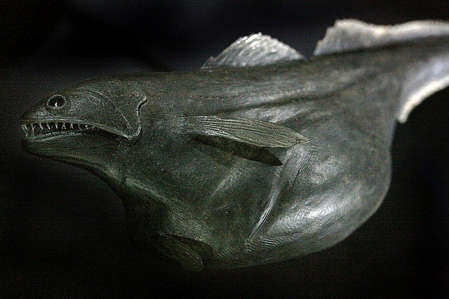 Этих глубоководных рыб называют «великими глотателями», потому что их желудки способны растягиваться до размера, трижды превышающего первоначальный