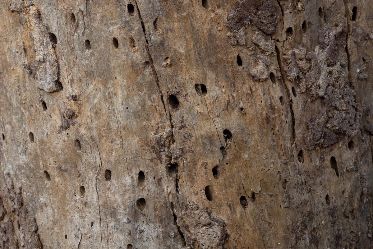 Фото с сайта: botanichka.ru