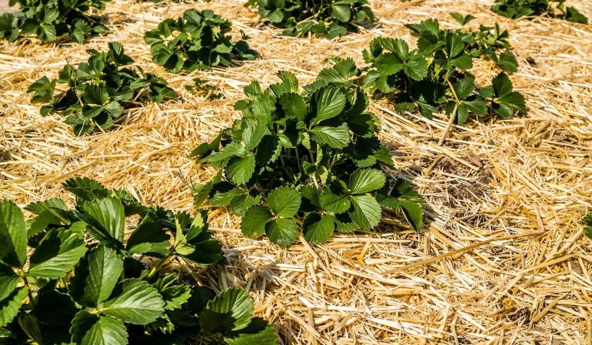 Фото с сайта: dzen.ru