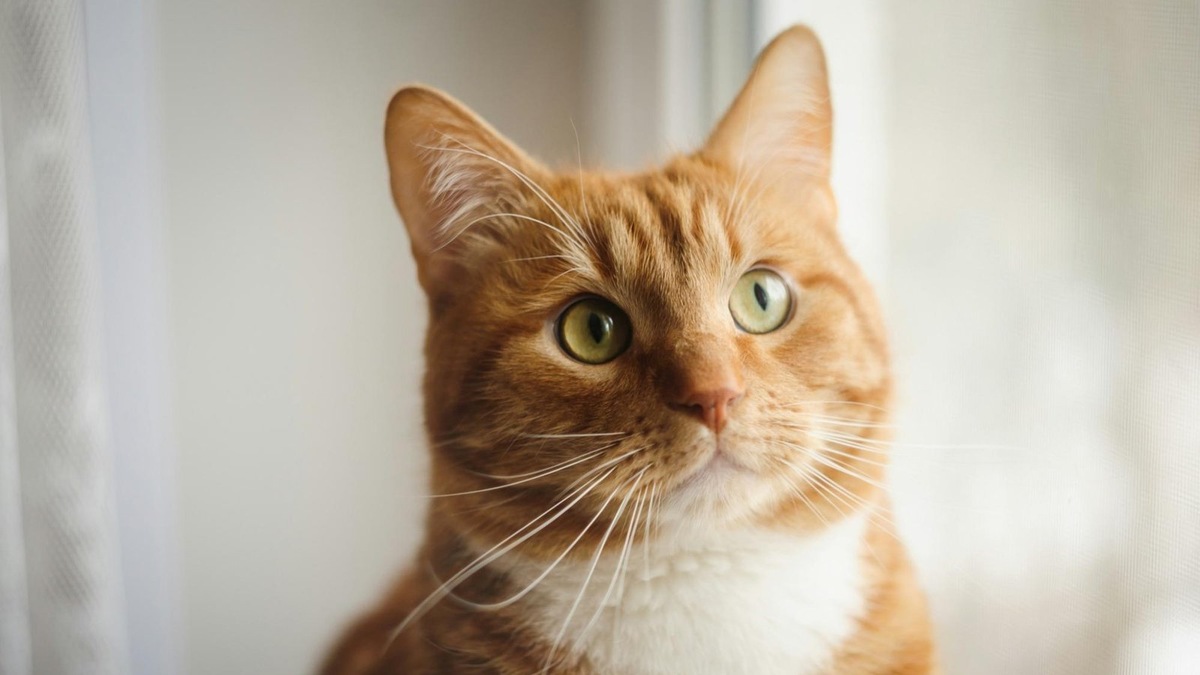    «Я тебе доверяю». Кошачье медленное моргание — это комплимент от пушистой души.