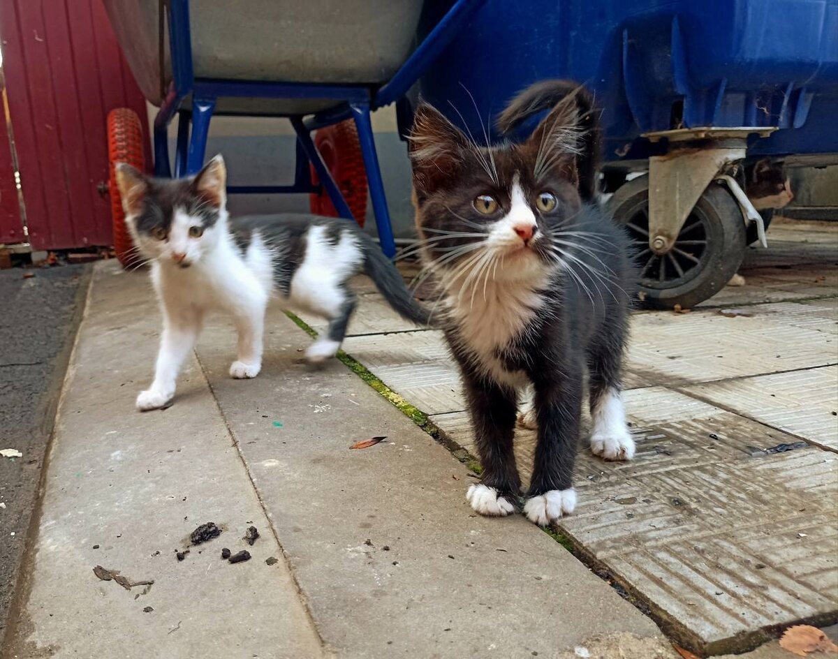    В Курской области в усадьбе Фета появились котята