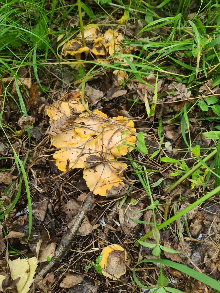 Семейка грибов