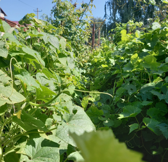 Огурцы в конце августа после янтарных душей