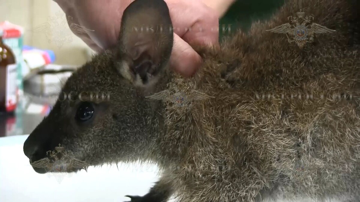    Фото: t.me/IrinaVolk_MVD