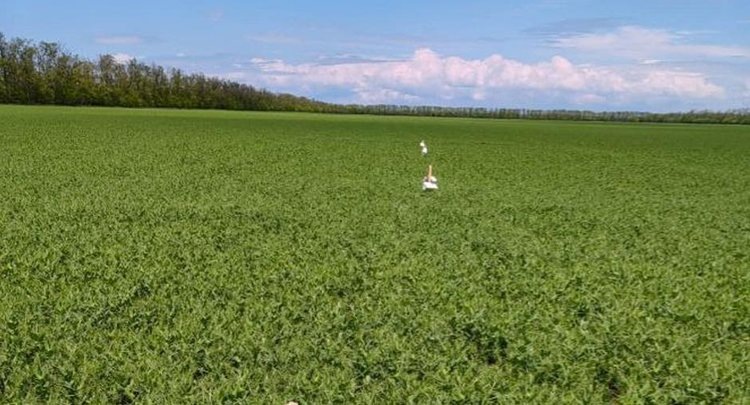    Фото: ФГБУ ЦОК АПК