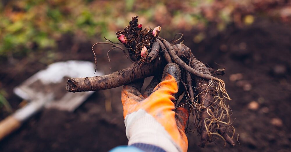 Пересадка пионов без стресса: пошаговая инструкция, сроки и правила
