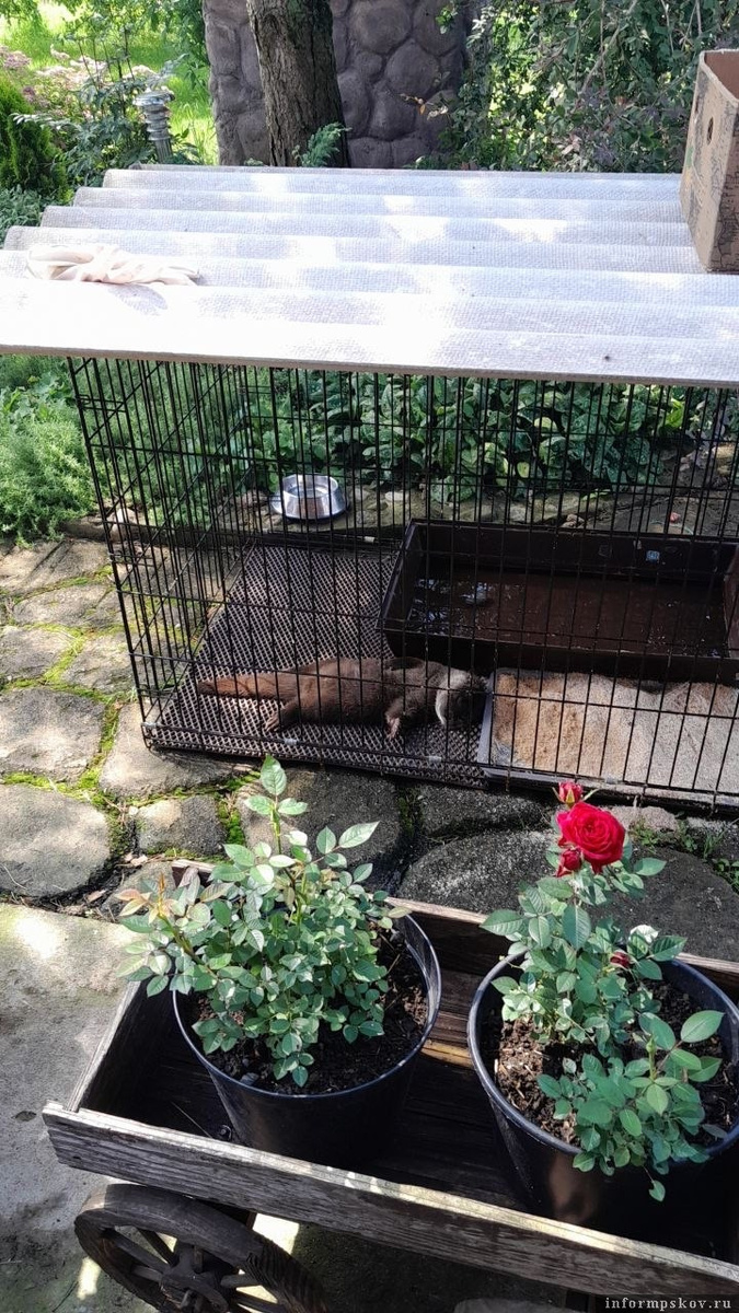 Фото здесь и далее: группа подворья «Птичий дворик» в соцсети «ВКонтакте»