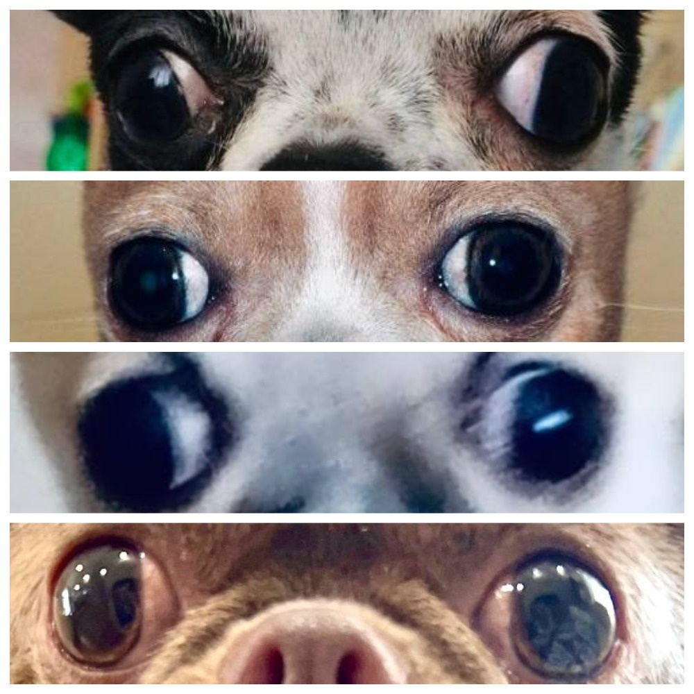 Страбизм у чихуахуа