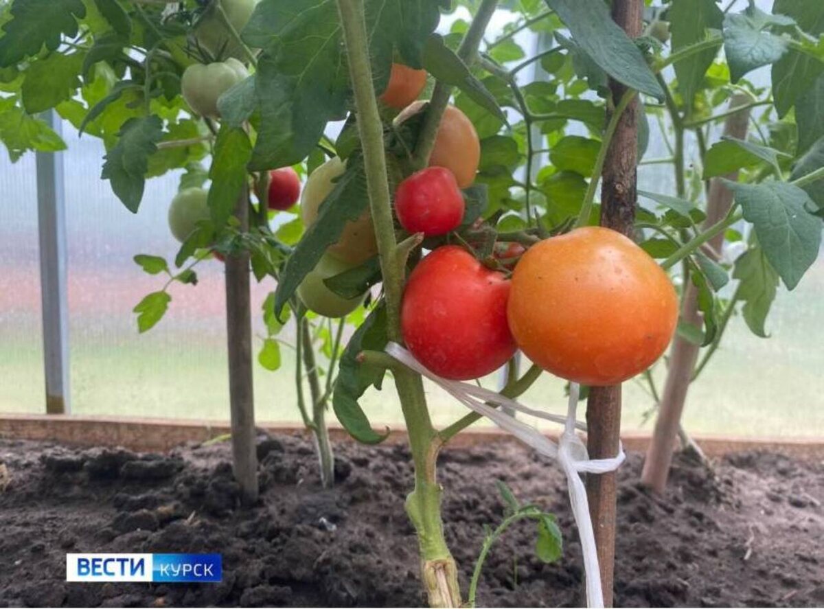    В Курском пансионате жители приграничья собрали первый урожай