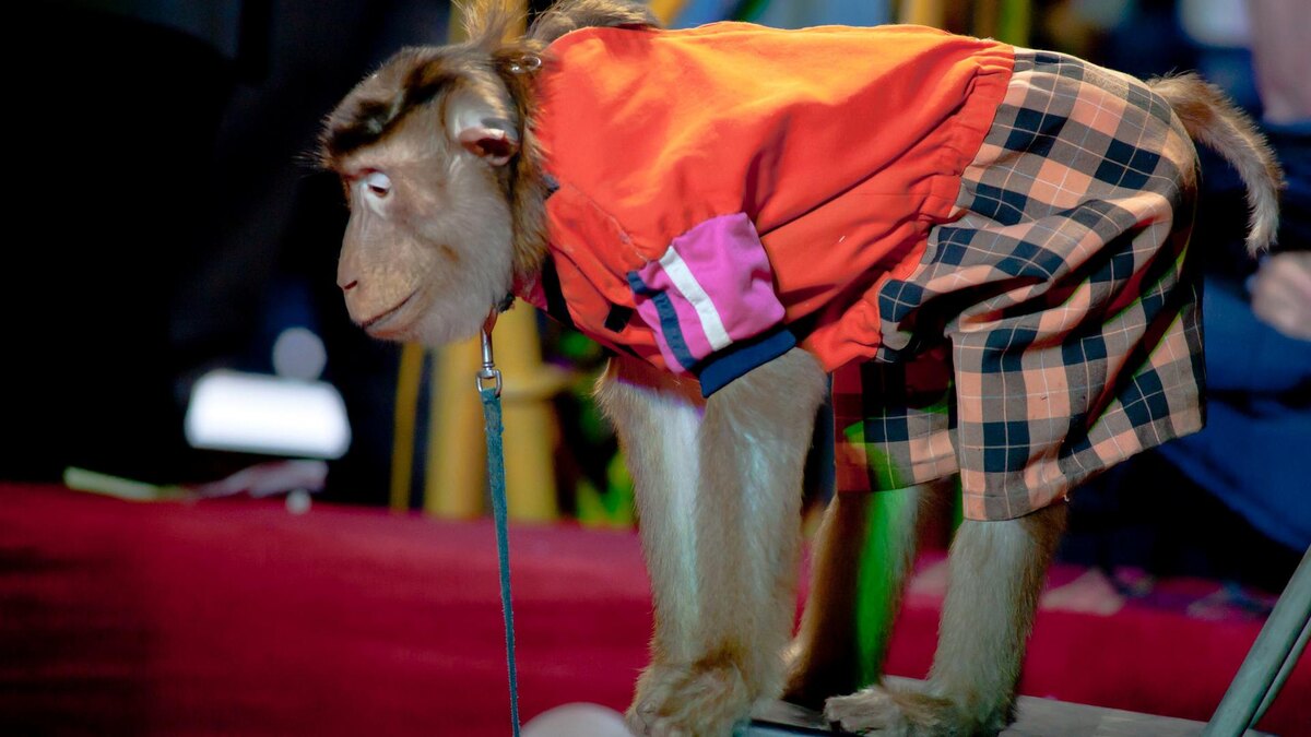    Фото: vk.com/Цирк "Премьер"!