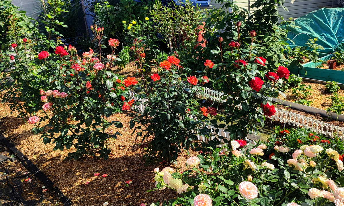 Мои розы до того, как до них добрались мои очумелые ручки 🤷‍♀️