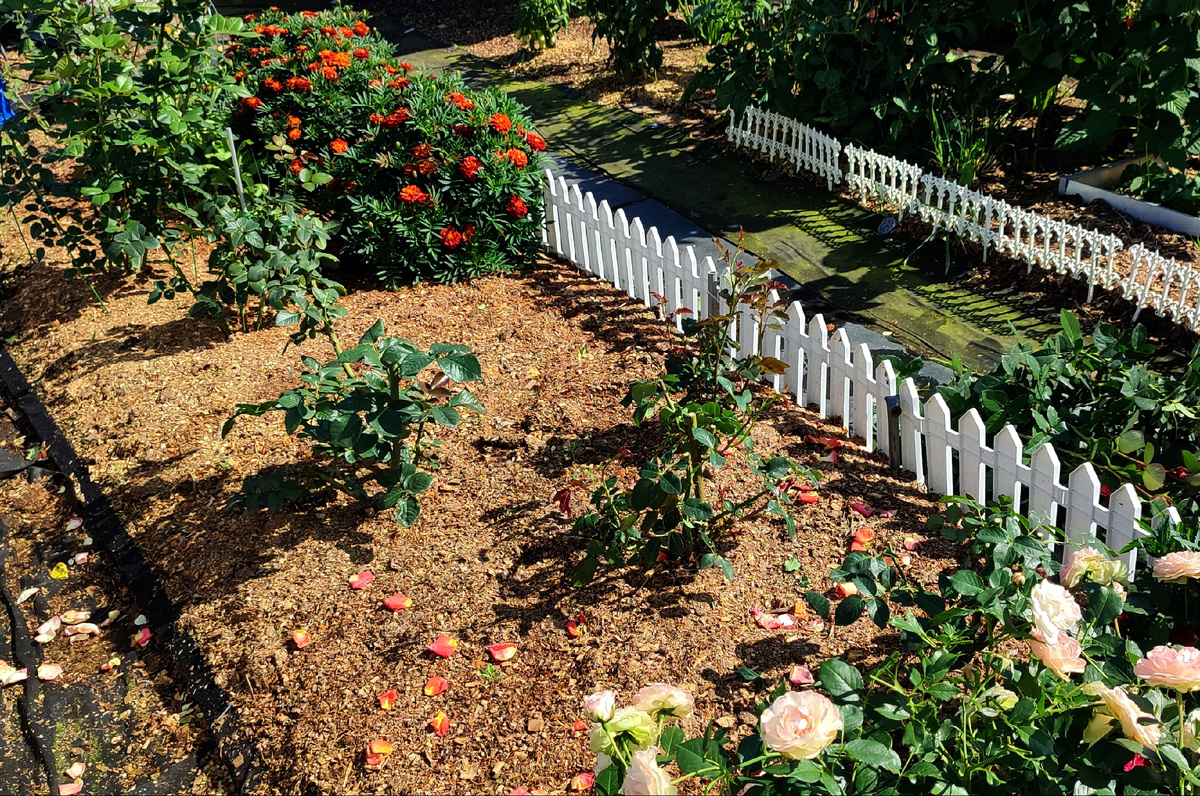 Вот что осталось от моих роз. Не обрезала только белую, она цветёт беспрерывно всё лето и её я буду обрезать только осенью. 