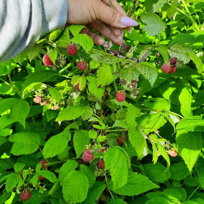 Малину начали собирать в лесах Псковской области
Фото: Юлия Алексеева-Романова