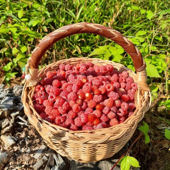 Малину начали собирать в лесах Псковской области
Фото: Юлия Алексеева-Романова