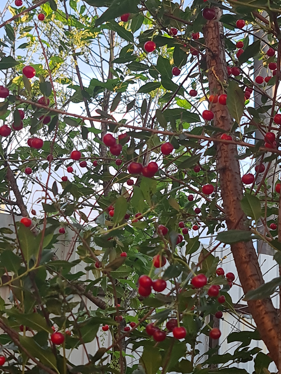 Сорт не знаю. Ягода кисло-сладкая.