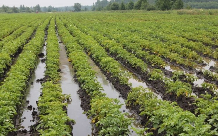    Фото: Минсельхоз Новгородской области