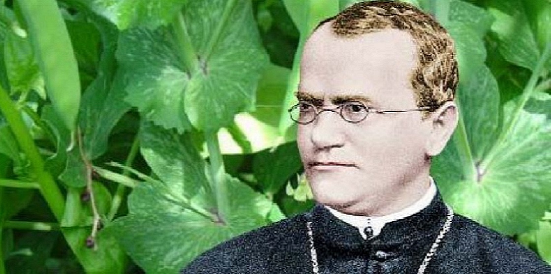 ГРЕГОР МЕНДЕЛЬ - перввооткрыватель генетики. (tuzgolugazetesi.com)