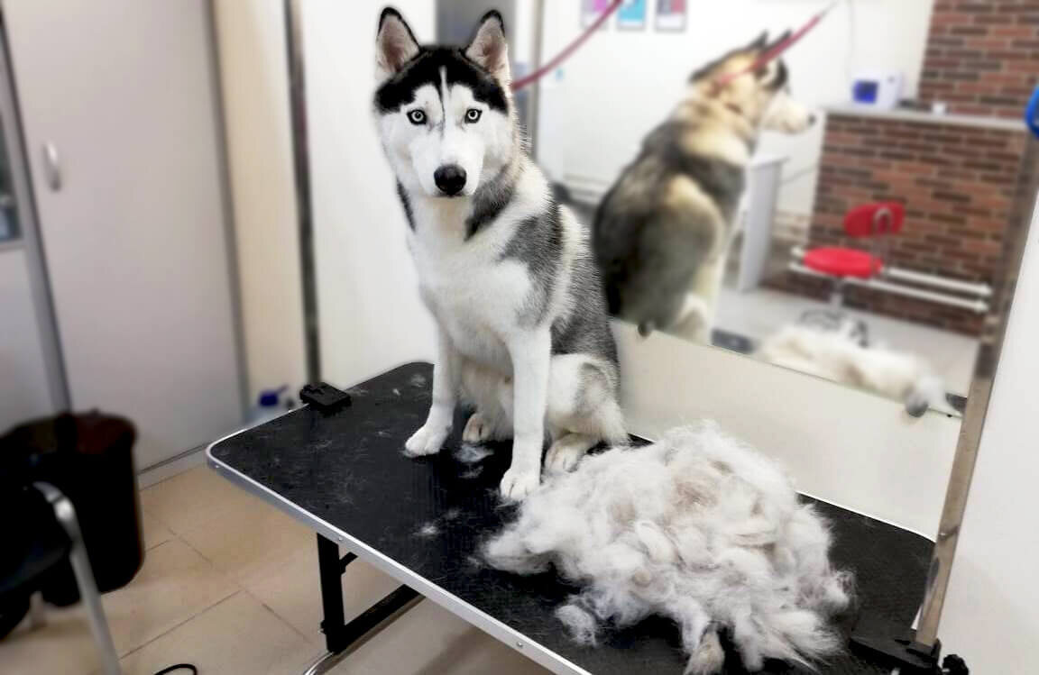 Экспресс-линька хаски