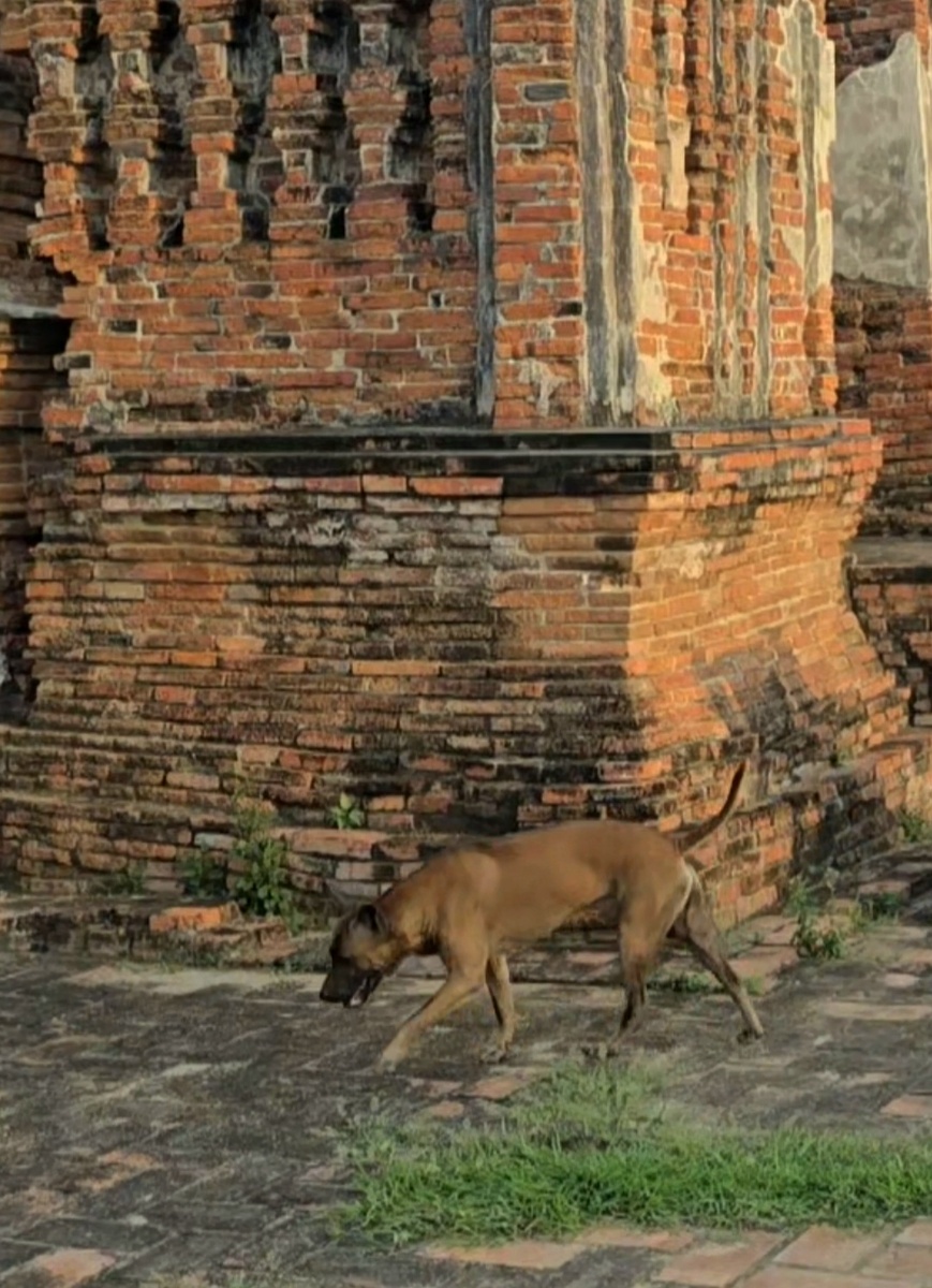 Вообще мы видели её ещё несколько часов ранее, у другого храма