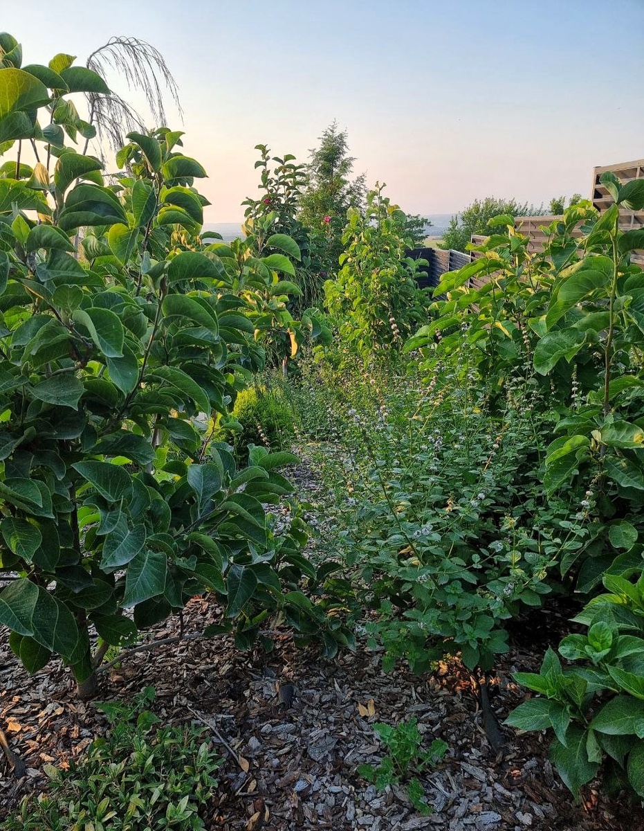 Та самая мята, дорожки и не видно.