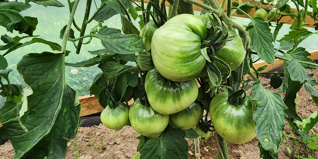 Идеальная схема подкормки томатов в июле: больше завязей, крупнее плоды