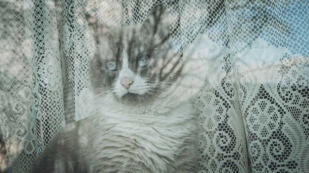     Источник: 1MI