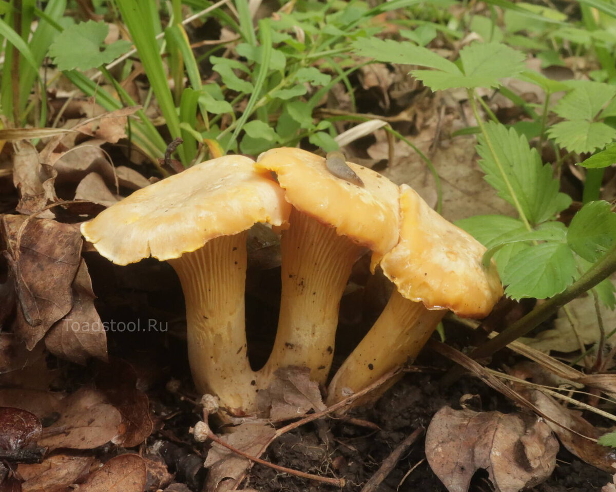 Вдруг, думаю, кто-то забыл, как лисички выглядят? Это, кстати, бледные, из лиственного леса (фото И.Лебединского)