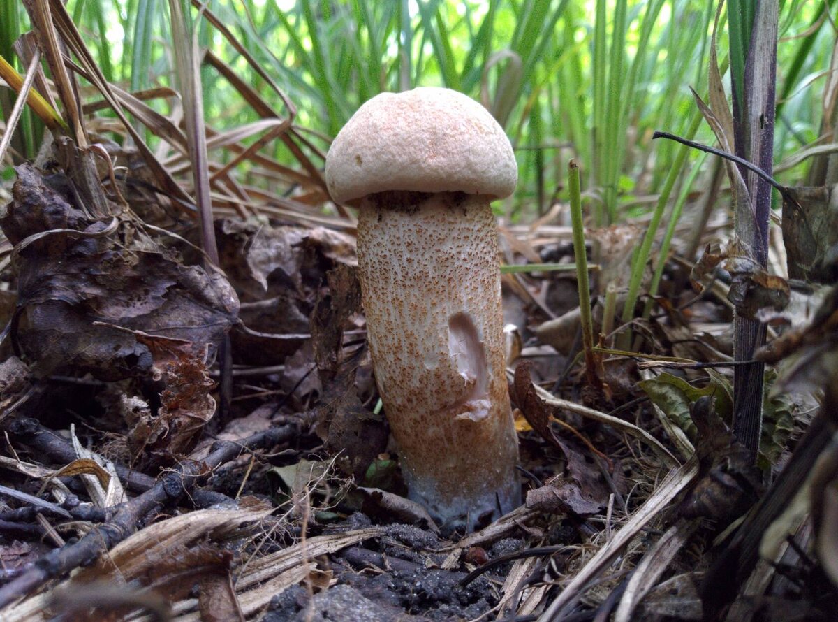 Вот какие обаятельные лекцинумы растут в Пензенской области! (автор фото Denver)