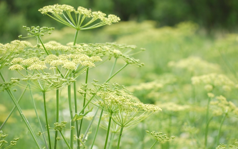  Борщевик сибирский, в отличие от своего тезки, совершенно безобиден. Фото: Дмитрий Адаховский