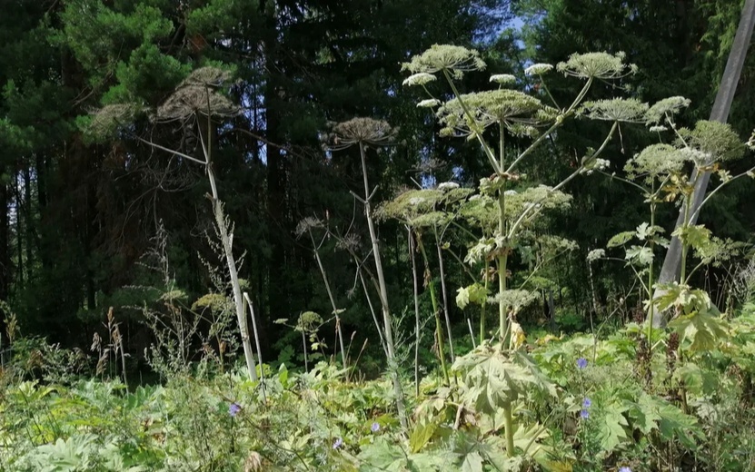    Борщевик и его «родственники»: что нужно знать об опасных растениях в Удмуртии