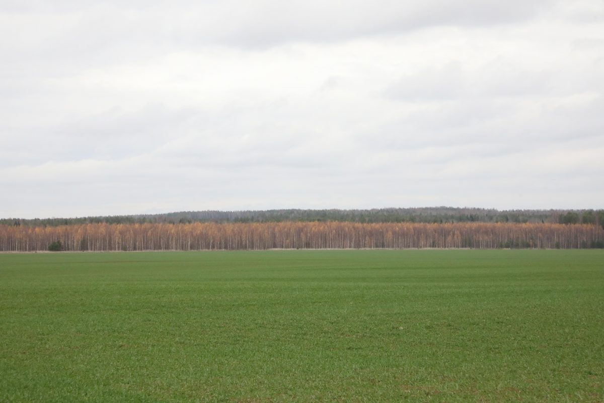    Экомаршрут расположится вдоль правого берега Волги в природном парке «Артемовские луга»