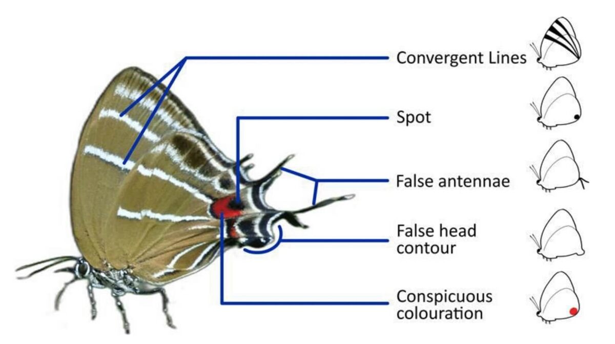    Бабочка вида Airamanna columbia обладает полным набором признаков ложной головы. Источник изображения: sciencealert.com