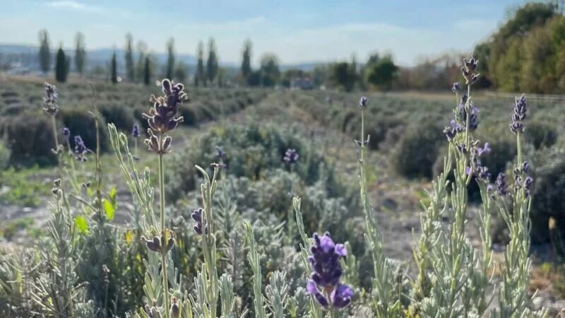 фото: Деловая газета.Юг