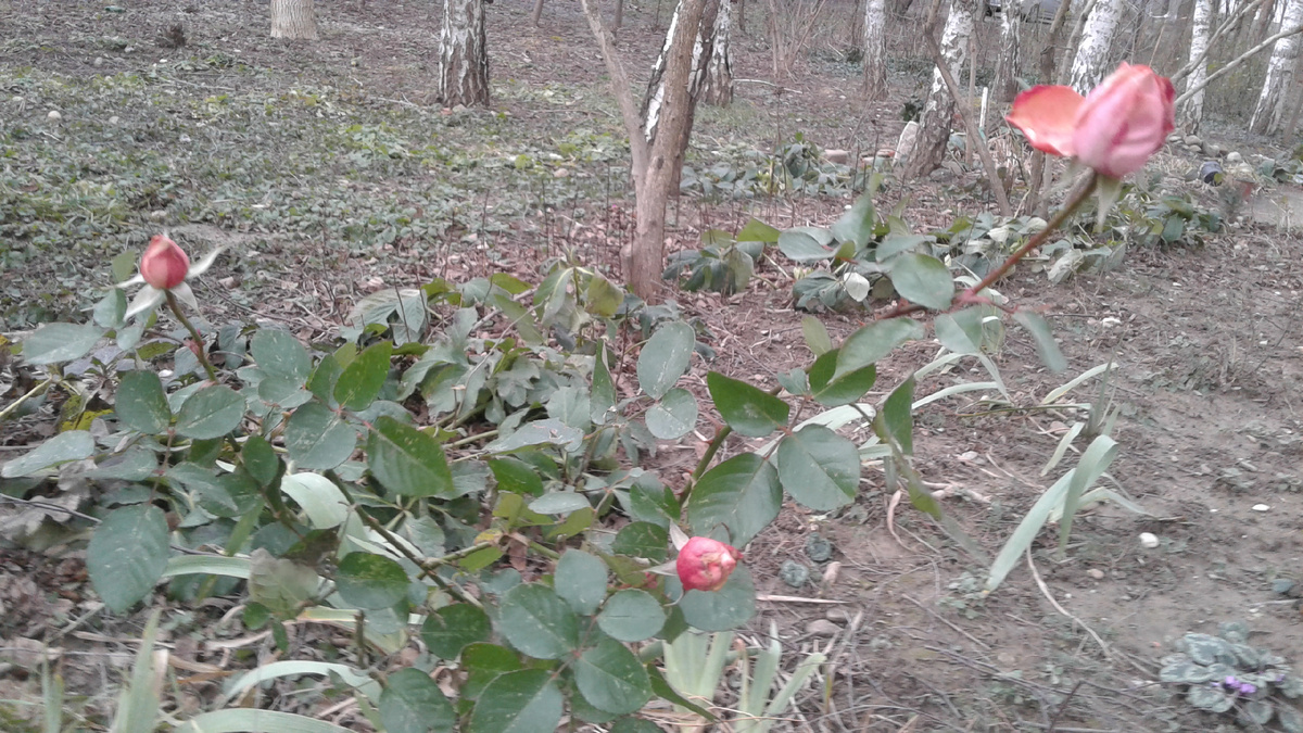 Розы в январе