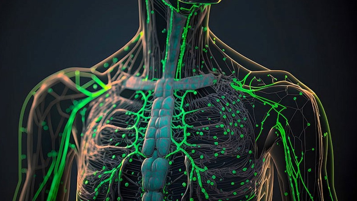 Постбиотики и лимфатическая система: как здоровье кишечника влияет на иммунитет и дренаж