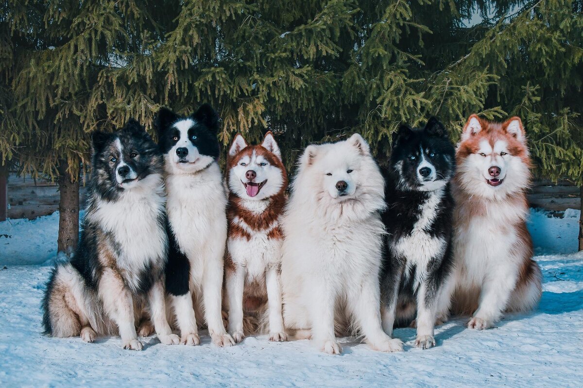 Деревня Хаски