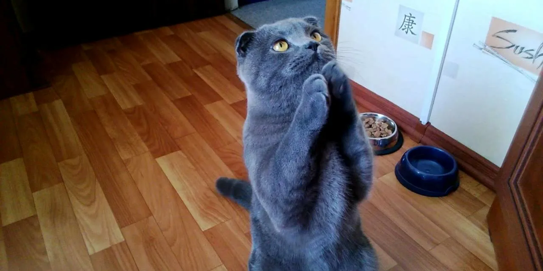 😾 Кот постоянно требует еды, хотя недавно ел: что это значит?
