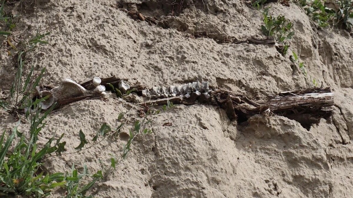     Автор: Артем Шершнев Источник: atas.info