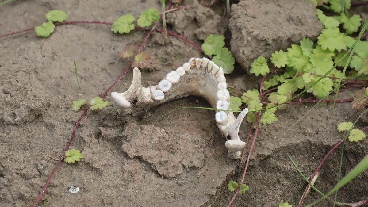     Автор: Артем Шершнев Источник: atas.info